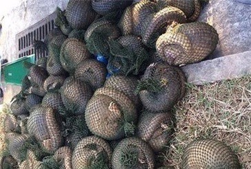 Đâm đổ barrie để chạy trốn, ôtô chở 500kg tê tê bị tóm gọn