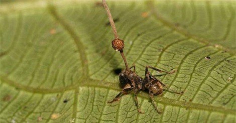 Kinh hãi loài nấm ma quỷ 'biến' sinh vật nhỏ thành con mồi