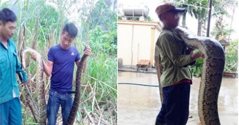 2 con trăn "khủng" lạc vào vườn mía của người dân