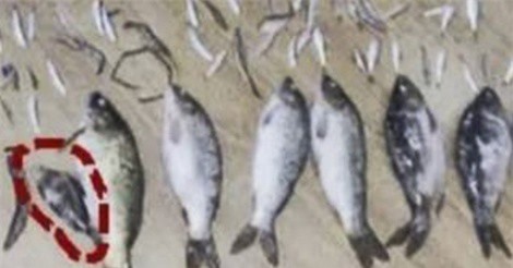 Giết 1 con cá nặng 50gram, lãnh án 3 năm tù