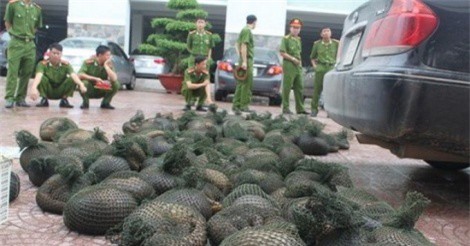 Hưng Yên: Bắt giữ xe bán tải chở hàng trăm cá thể tê tê