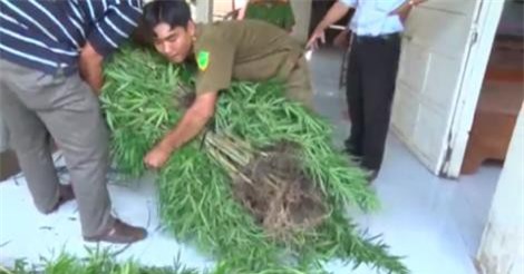 Phát hiện khu vườn trồng cần sa số lượng lớn ở Vĩnh Long