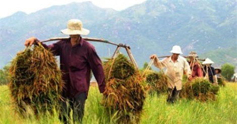 Nông dân Việt Nam sẽ có thu nhập hàng năm hơn 40 triệu đồng