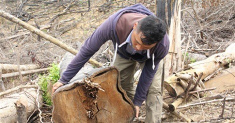 Quảng Nam: Kỷ luật bí thư, chủ tịch xã vì để xảy ra phá rừng