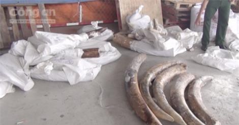 TP.HCM: Tạm đình chỉ 4 vụ buôn lậu hàng tấn ngà voi
