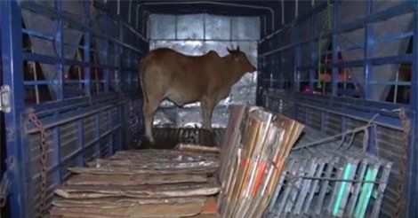 Tài xế nhanh trí chở đối tượng trộm vào trụ sở công an