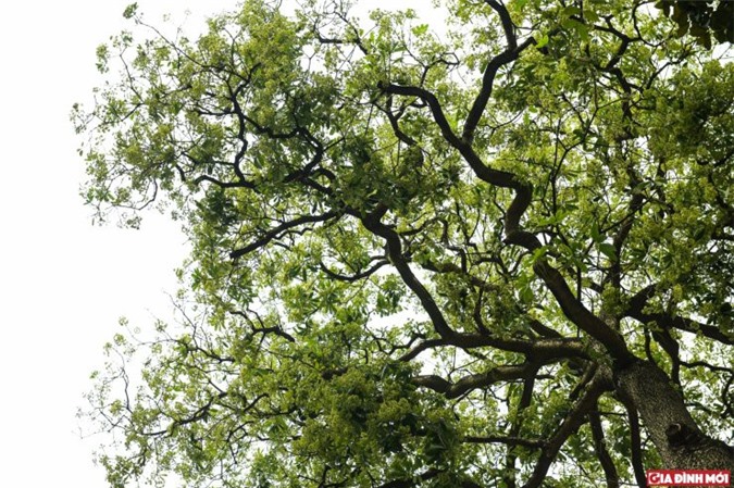 Nỗi ám ảnh mang tên “Mùa hoa sữa Hà Nội”