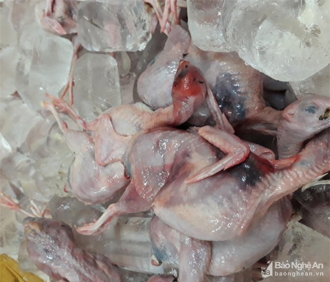 Phát hiện, bắt giữ 600kg chim cút đông lạnh đã bốc mùi