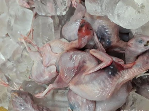 Phát hiện, bắt giữ 600kg chim cút đông lạnh đã bốc mùi