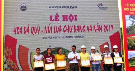 Ngàn người đến chân núi lửa Chư Đăng Ya ngắm hoa dã quỳ