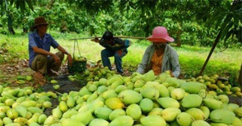 3.000 tấn xoài Việt Nam sẽ được xuất sang Mỹ