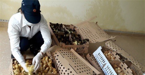 Bắt giữ một lượng lớn gia cầm không rõ nguồn gốc tại Nghệ An