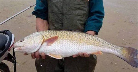 Câu được cá quý, trả nửa tỷ đồng ngư dân cũng không bán