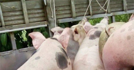 Phạt 60 triệu đồng 4 công nhân bơm nước tăng trọng vào heo