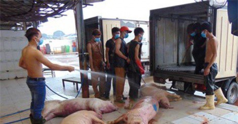 Sốc: 100% mẫu thịt được Viện Pasteur TP.HCM kiểm nghiệm đều nhiễm khuẩn E.Coli 