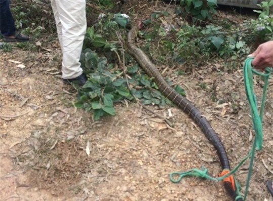 Rắn hổ chúa 20kg ở Vĩnh Phúc là rắn thần hay rắn nuôi?