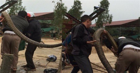 Vĩnh Phúc: Người dân vây bắt rắn hổ chúa “khủng” nặng 20kg