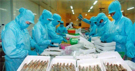 Thuế giảm có lợi cho các doanh nghiệp xuất khẩu tôm sang thị trường Trung Quốc