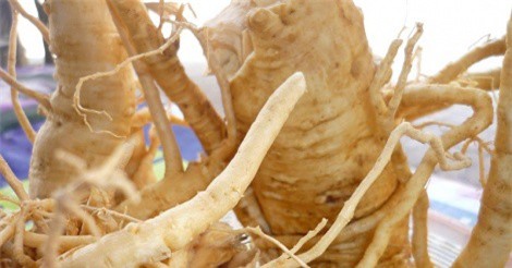 Dùng cây đinh lăng lợi hay hại?