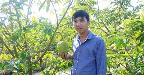 Kiếm 2 triệu/ngày nhờ trồng mãng cầu xiêm