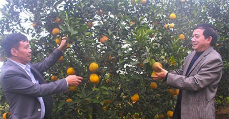 Nghệ An sẽ thành lập Trung tâm sản xuất giống cam chất lượng