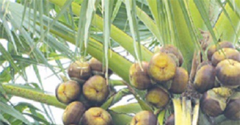 Những công dụng không ngờ của đường thốt nốt