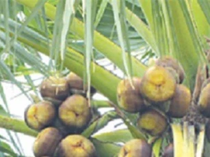 Những công dụng không ngờ của đường thốt nốt