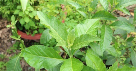 Những lưu ý khi sử dụng cây mật gấu nếu không muốn rước họa vào thân