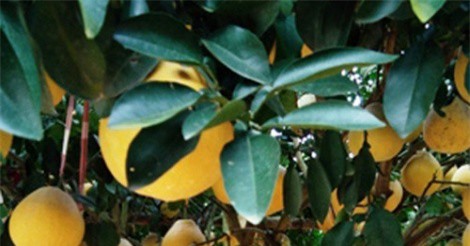 Thu tiền tỷ nhờ trồng bưởi đỏ trên đồi