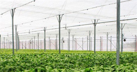 Việt Nam nằm trong nhóm 10 quốc gia có diện tích nông nghiệp hữu cơ lớn nhất châu Á