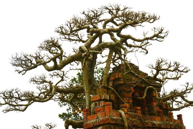 Chiêm ngưỡng cây sanh giá hơn 2 tỷ đồng mang hình dáng đặc biệt