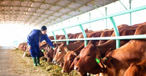 Hoàng Anh Gia Lai bán ra 8,5 triệu cổ phiếu để cơ cấu nợ