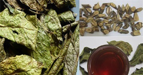 Cây xạ đen - Vị cứu tinh thần kỳ cho người bị bệnh gan