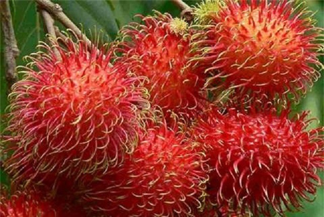 Tác dụng không ngờ của chôm chôm với sức khỏe và làm đẹp