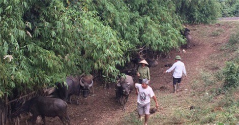 Buôn trâu, bò lãi 50 triệu/tháng ở Hải Dương
