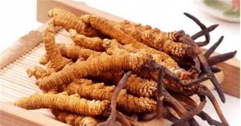 Đông trùng hạ thảo Tây Tạng: trả tiền "giá cắt cổ" để mua niềm tin?