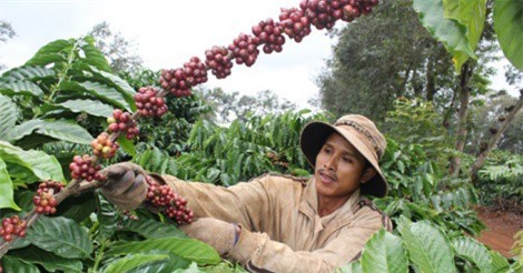 Tây Nguyên: Xuất khẩu nông sản đạt con số cao chưa từng có