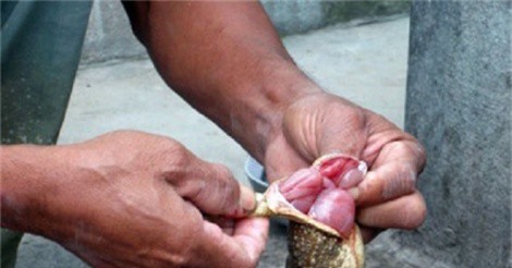 Ăn thịt cóc như thế nào để tránh ngộ độc?