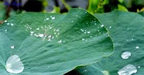 Công dụng tan mỡ máu thần kỳ của lá sen