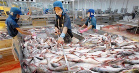 Kim ngạch xuất khẩu cá tra có thể đạt 1,8 tỷ USD trong 2017