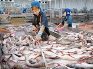 Kim ngạch xuất khẩu cá tra có thể đạt 1,8 tỷ USD trong 2017