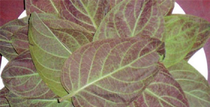 Những bài thuốc hay ít người biết từ lá mơ lông