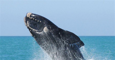 8 bí ẩn thách thức giới khoa học năm 2017