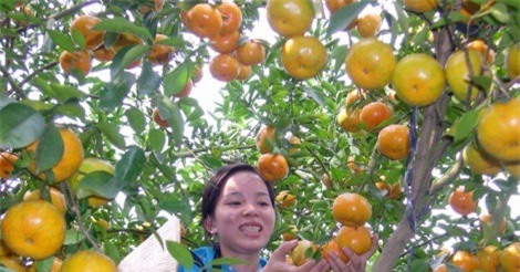 Kiếm bộn tiền nhờ trồng quýt hồng Lai Vung chuẩn GlobalGAP