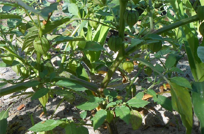 Món rau ngon, vị thuốc quý từ cây tầm bóp