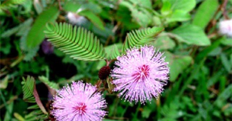 Bất ngờ với công dụng trị bệnh xương khớp từ cây xấu hổ 