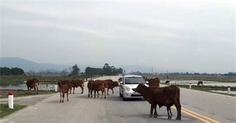 Trâu bò hiên ngang chặn đường ô tô trên quốc lộ 8A