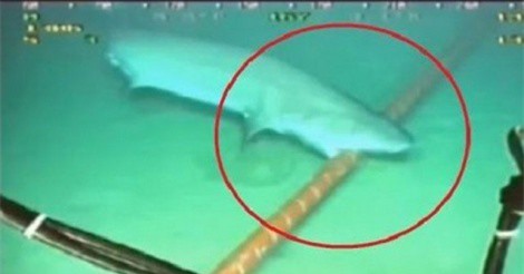 Vì sao cá mập 'thích' cắn cáp quang biển?