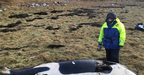 Cá voi sát thủ 3m chết thảm do bị bão thổi bay lên bờ