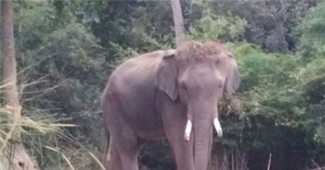 Voi tức giận giẫm chết hướng dẫn viên du lịch vì bị túm đuôi